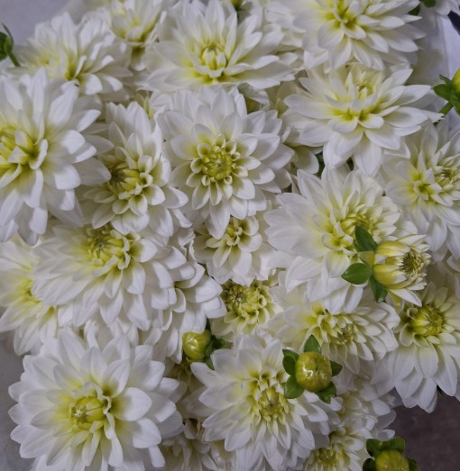 Dalia Italia Karma Zwaan 50cm "CC50" (7 Dias - 2)