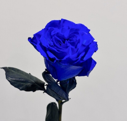 Rosa Ecu. Tintada Mondial Azul 60cm "T20" (7 Dias - 2)