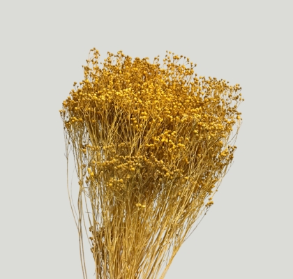 Broom Bloom Preservado Ocre 55cm 130g
