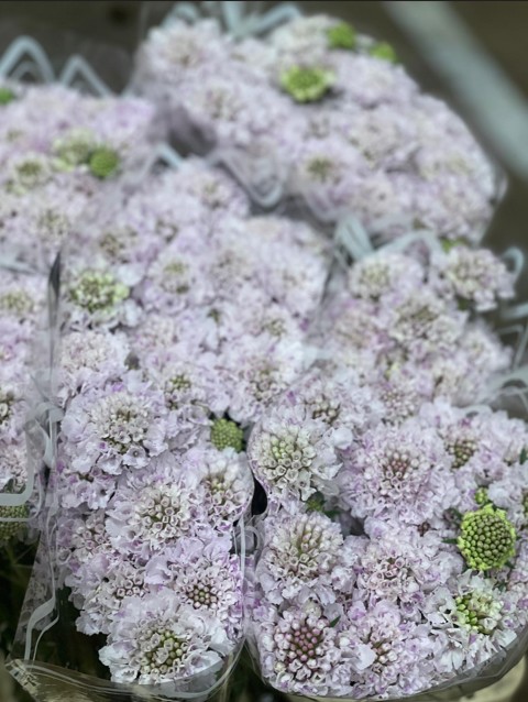 Scabiosa  Italia Pink 60cm "T30"