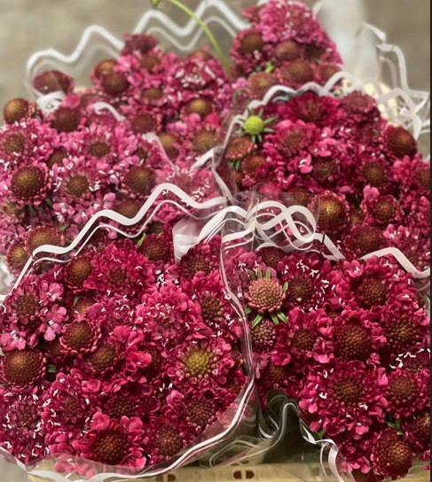 Scabiosa  Italia Red 60cm "T30"