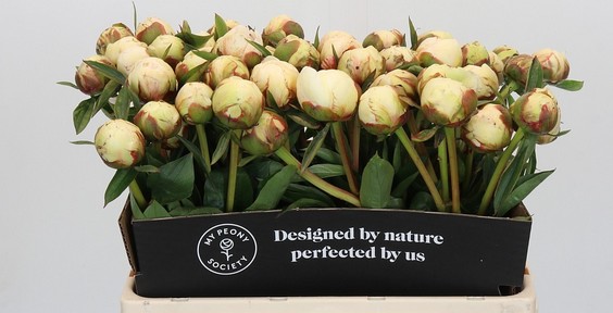 Peonia Nac. Bowl Of Cream 55cm Bl. "AA"
