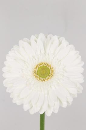 Gerbera Hol. Abe+