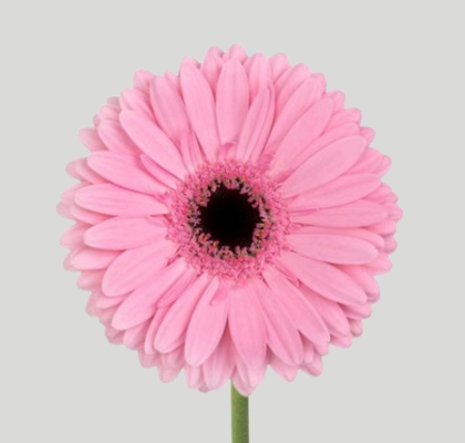 Gerbera Hol. Shanice Rs. "T25" (Agua)