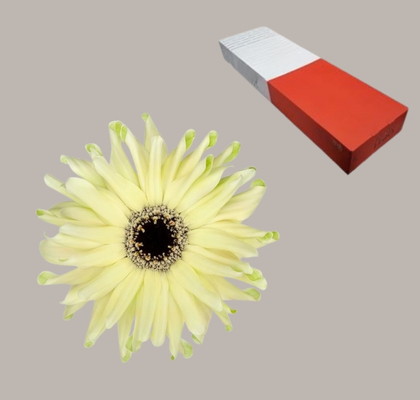 Gerbera Hol. Kv Pastini Spritz