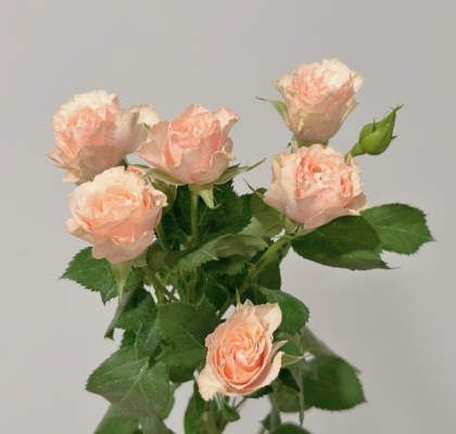 Ramificada Latoya 60cm
