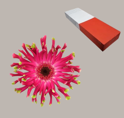 Gerbera Hol. Kv Pastini Vicenz