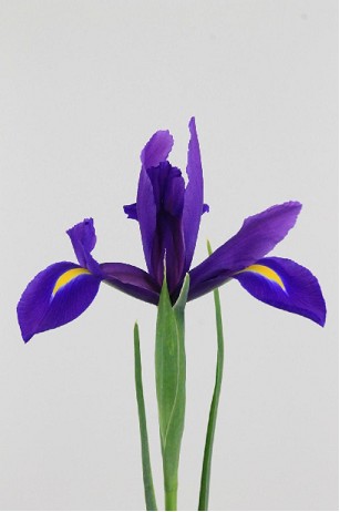 Iris Hong Kong 65cm 40gr