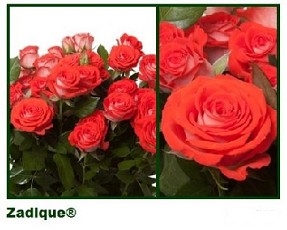 Ramificada Zadique 70cm