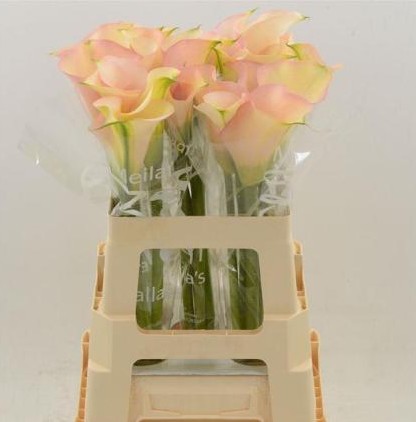 Calla Auckland 55cm Rs.