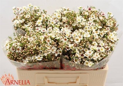Flor Cera Hol. Janelle 50cm 25gr "T25"