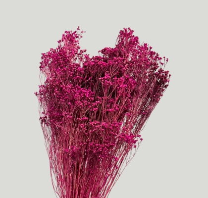 Broom Bloom Preservado Fucsia 55cm 130g