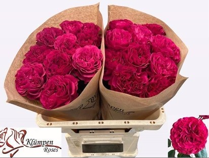 Rosa Hol. Cherry Velvet 50cm