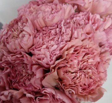 Clavel Col. Fancy Terracota