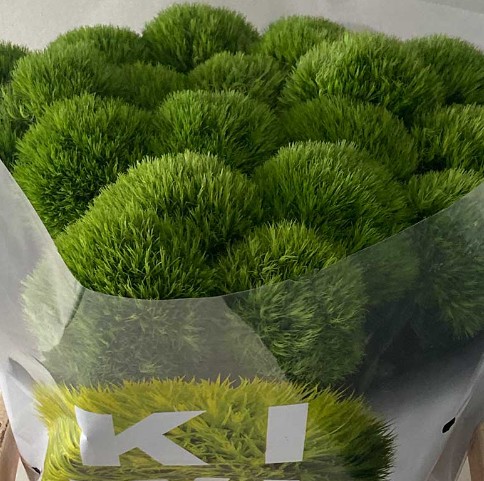 Dianthus Kiwi Mellow 40cm "T30"