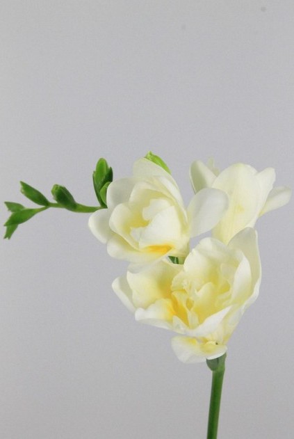 Fresia Hol. ilse 55cm 20gr "T50"