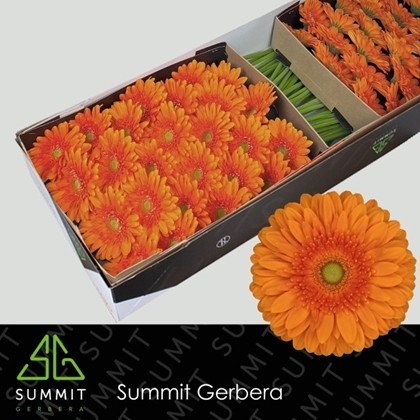 Gerbera Hol. Eureka "T25"