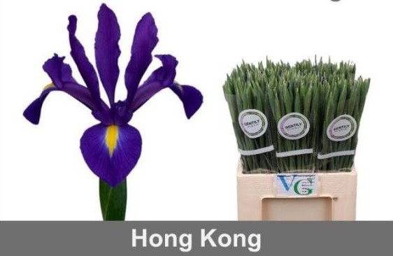 Iris Hong Kong 60cm 35gr