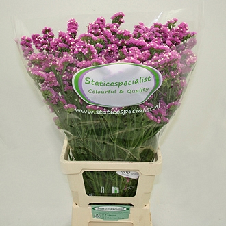Statice Hol. Rosa Sun Birds 75cm 55gr "T25" Rs.