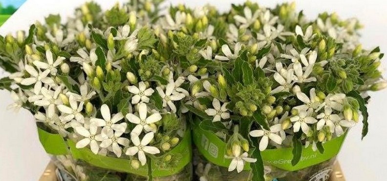 Oxypetalum Alba 55cm Bl. "T20"