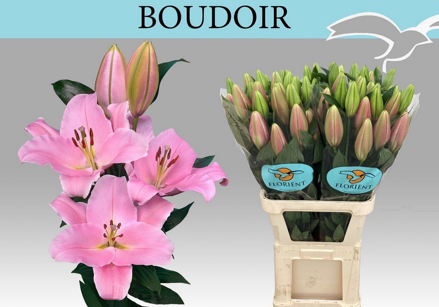 Oriental Hol. Rs. Boudoir 90cm 2 fl.