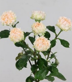 Ramificada Joyful 50cm "VOORN Premium"