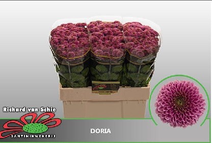 Santini Doria 1400gr "T25" Rs.