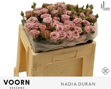 Ramificada Nadia Duran 50cm "VOORN Premium"