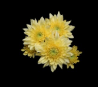 Margarita Col. Cushion Yellow