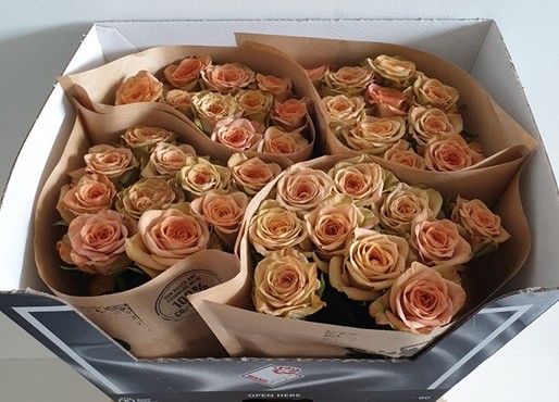 Rosa Hol. Cappuccino 40cm "Wans Roses"