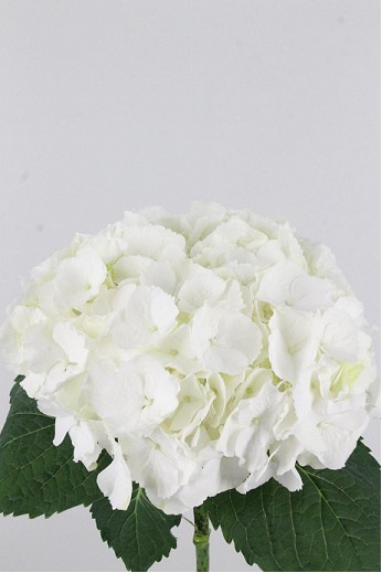 Hortensia Hol. Verena White 80cm 22/24