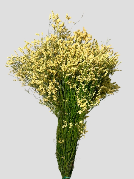 Limonium Nac. Hibrido Amarillo 70cm "T25"