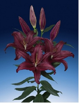 Oriental Hol. Rj. Scorpio 100cm 5 flores