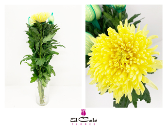 Uniflor Hol. Magnum Amarillo 105gr