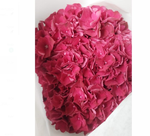 Hortensia Hol. Mag. Dark Ruby 80cm 20/22