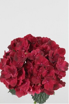 Hortensia Hol. Rubyred 65cm 18/20