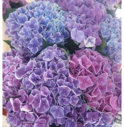 Hortensia Hol. My Beautiful Rio Blue 50cm 14/16 bic.