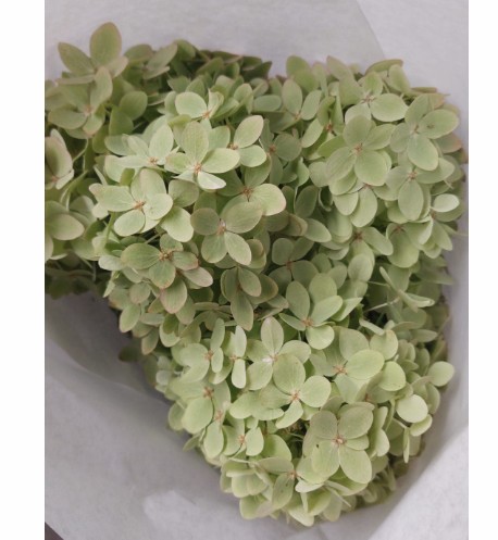 Hortensia Hol. Mag. Candle Classic 60cm 12/14