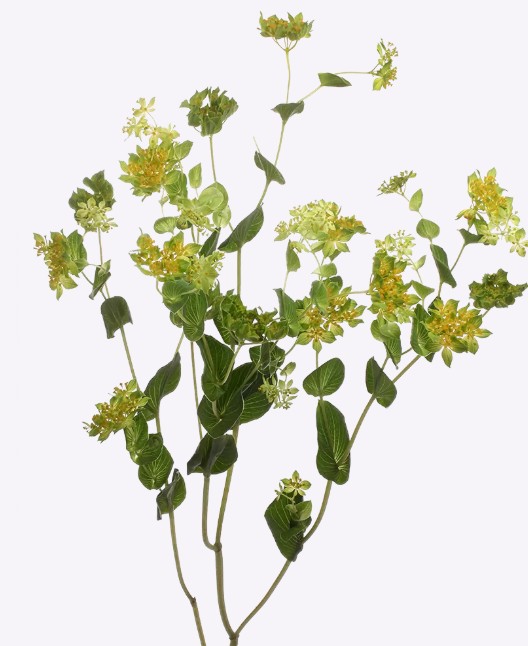 Bupleurum Rotundifol 55cm (7 Dias - 2)