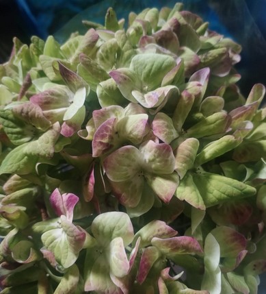 Hortensia Premium Emerald Antic 60cm 17/18 (7 Dias - 2)
