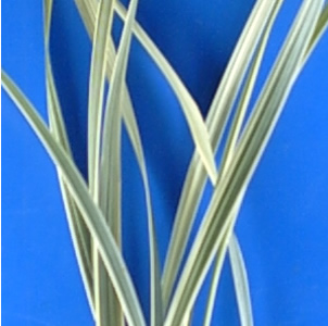 Lillygrass Bicolor 65cm