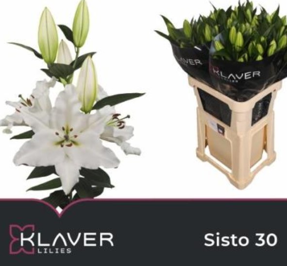 Oriental Hol. Bl. Sisto 95cm 4/5 fl.