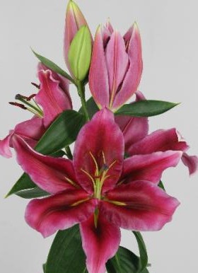 Oriental Hol. Rs. Peter Schenk 100cm 5 flores