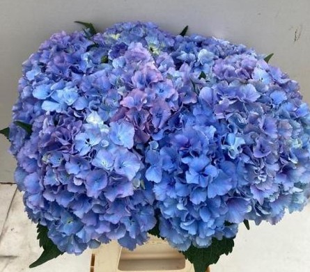 Hortensia Hol. Royal Parade 80cm 20/22 Azul