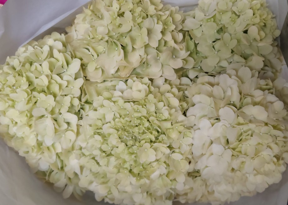 Hortensia Hol. Limelight 60cm 20/22