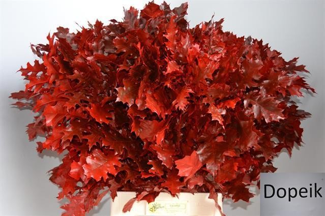 Roble Hol. Ov. Rojo 60cm