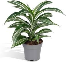 P. Dracena White Stripe 17/60cm  x6