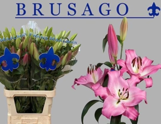 Oriental Hol. Rs. Brusago 90cm 4/5 flores