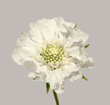 Scabiosa Annabelle 65cm Bl. (7 Dias - 2�)