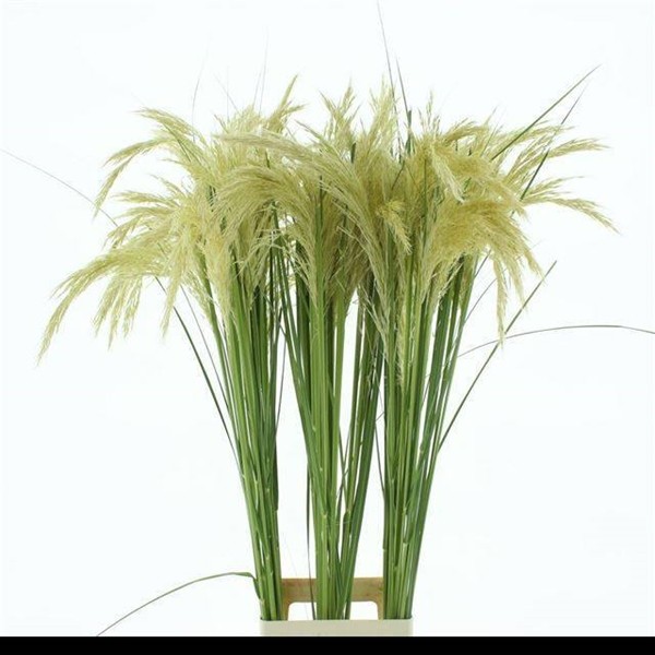 Hierba de Pampas Richardii 120cm (7 Dias - 2)